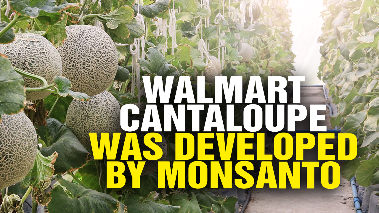Image: Watch Out: That New Walmart Cantaloupe Was Developed by Monsanto (Video)