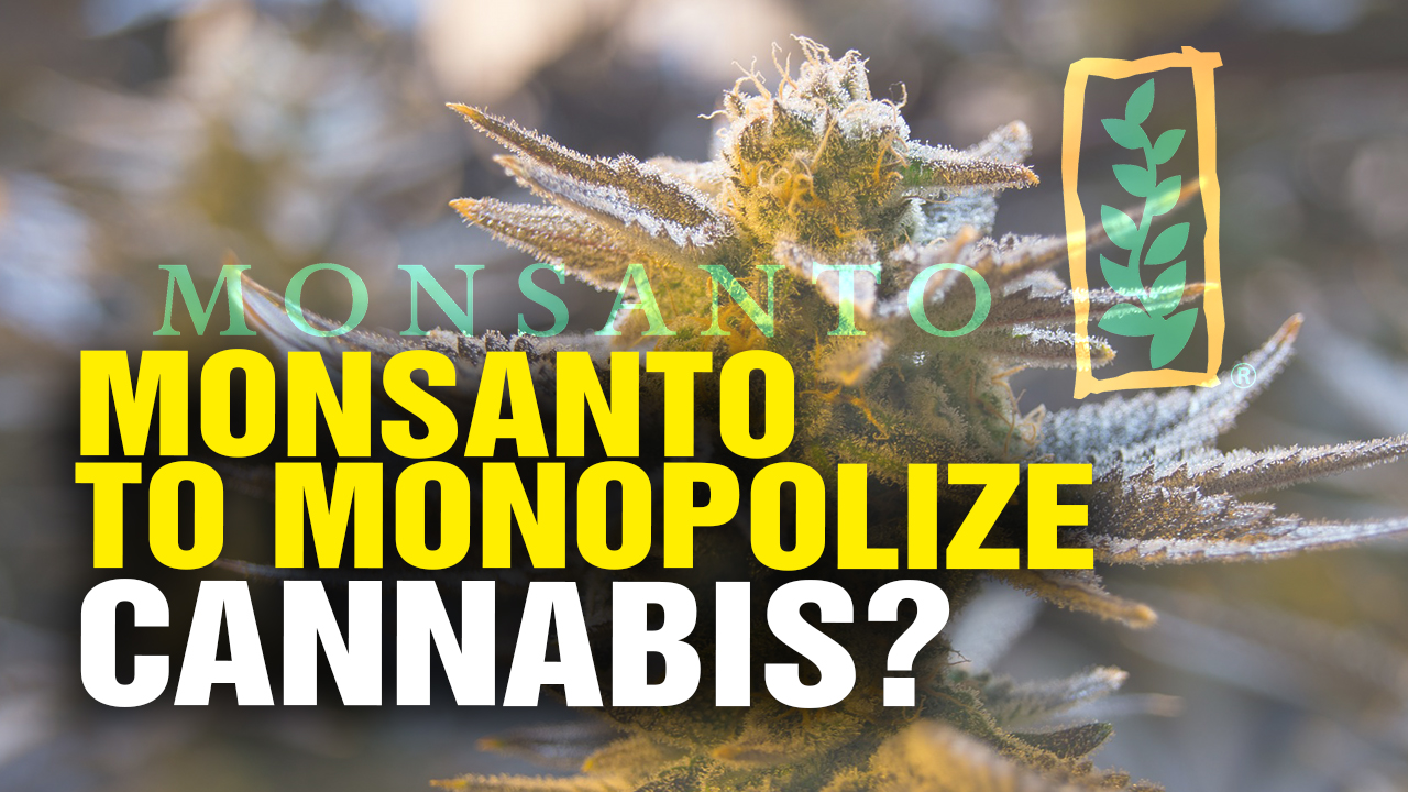 Image: Monsanto to MONOPOLIZE GMO Cannabis? (Video)