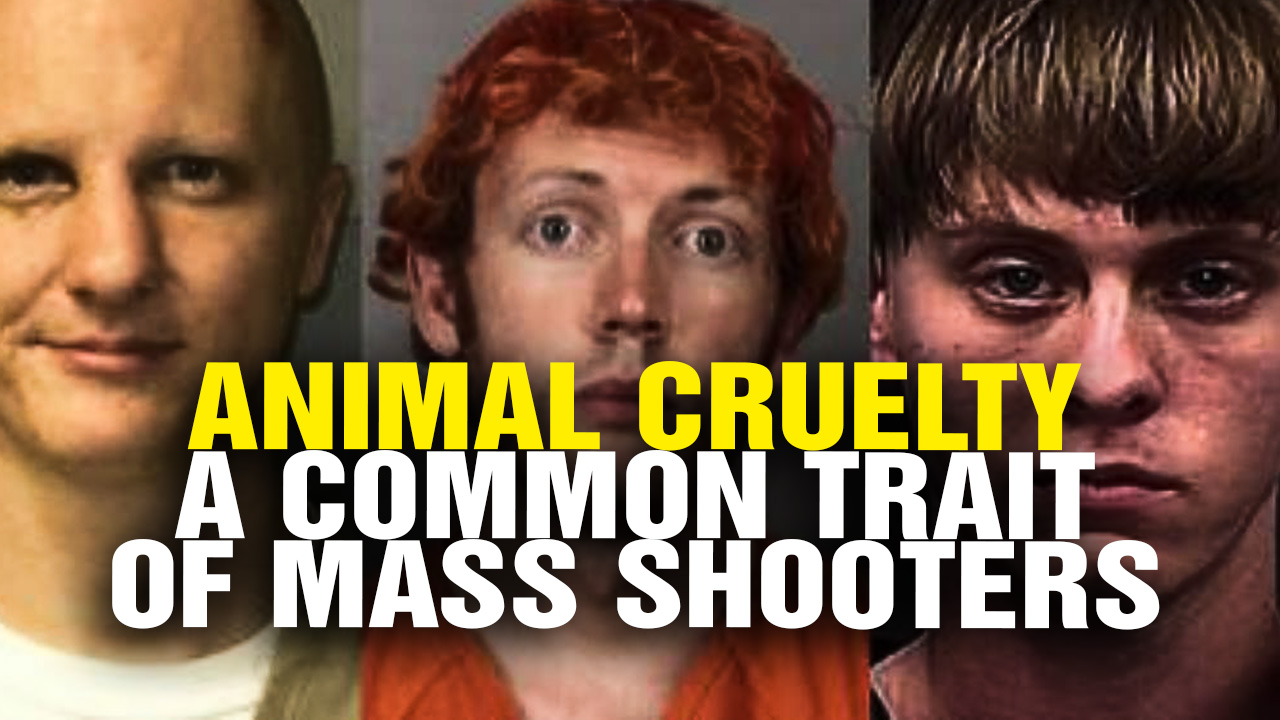 Image: ANIMAL CRUELTY a Common Trait of Mass Shooters (Video)
